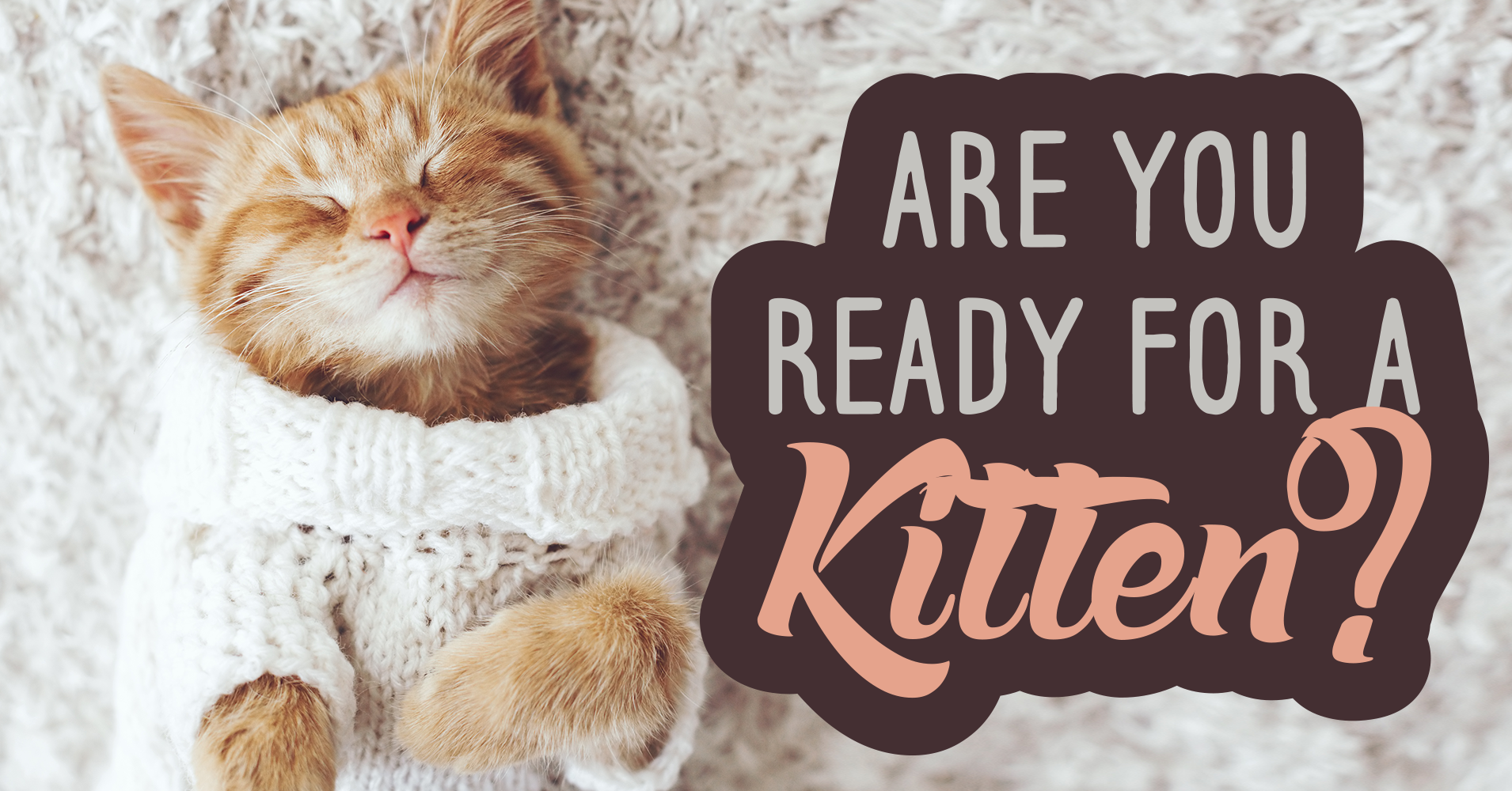 Are You Ready For A Kitten? Quiz