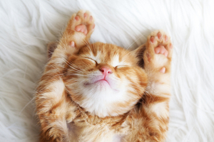 article-10-cutest-sleeping-cats-ever