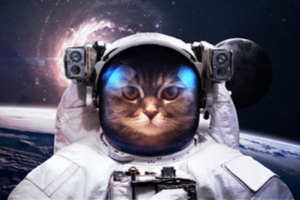 riddle-why-are-there-no-living-cats-on-mars