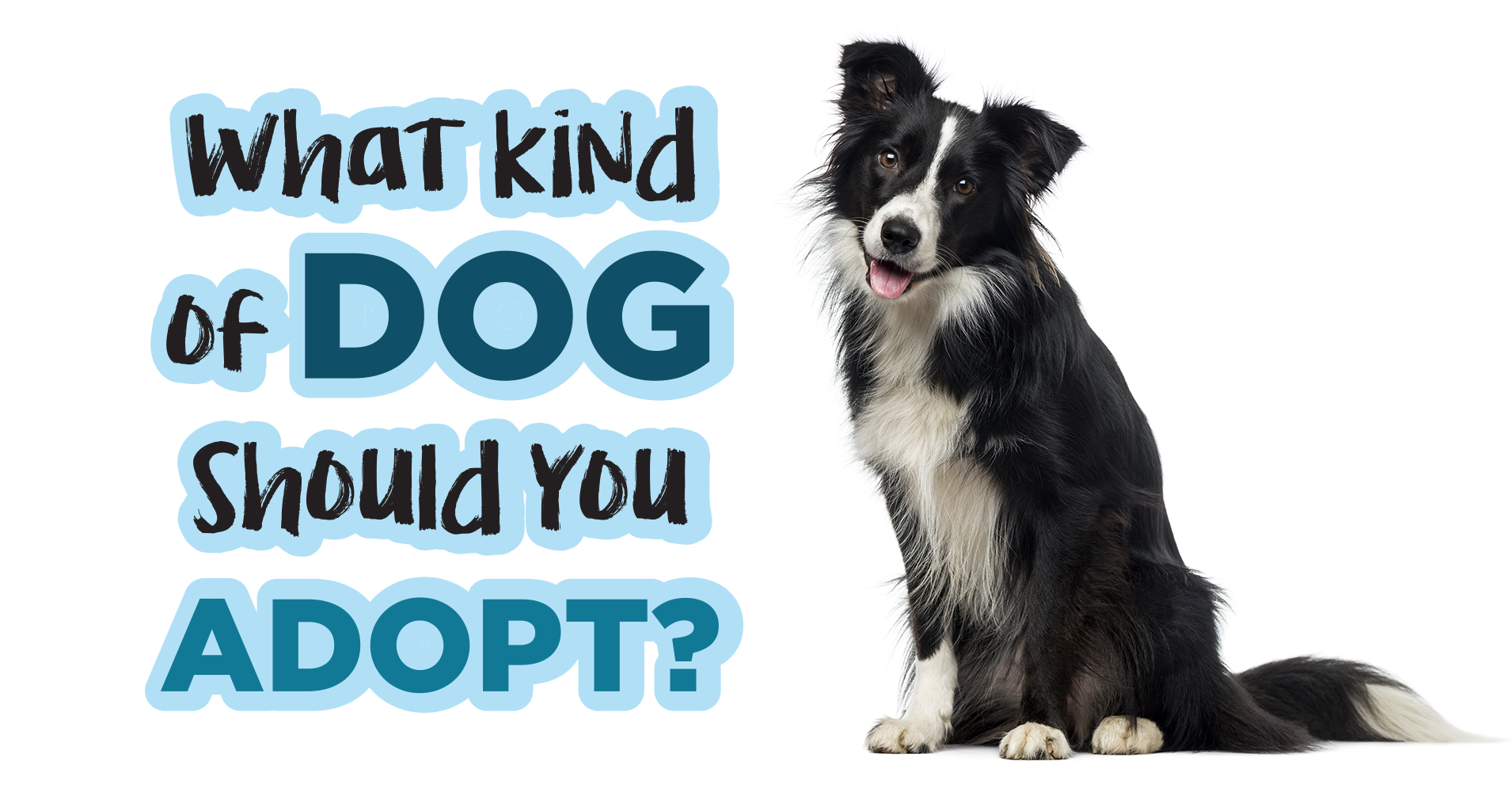 What Kind Of Dog Should You Adopt? Quiz