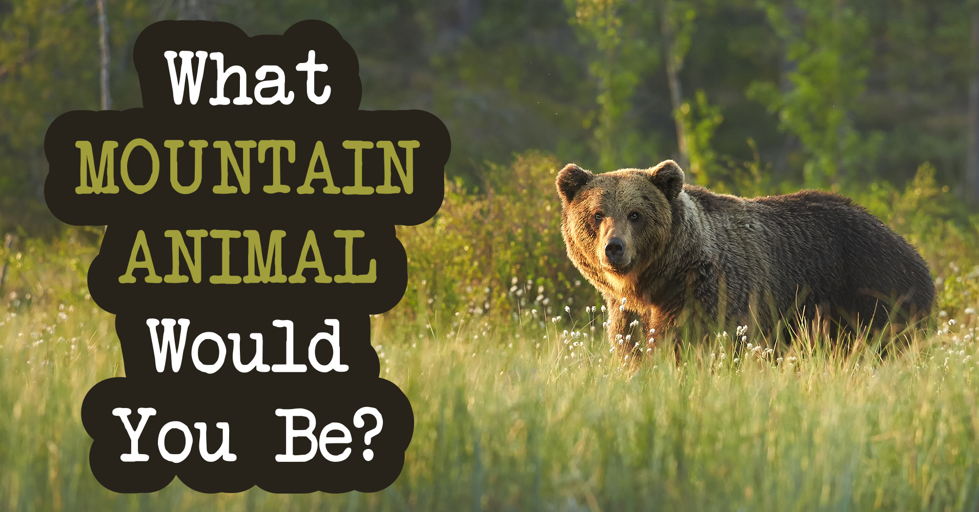 What Mountain Animal Would You Be? Quiz