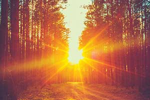 A Walk Through The Woods...Which Sea...