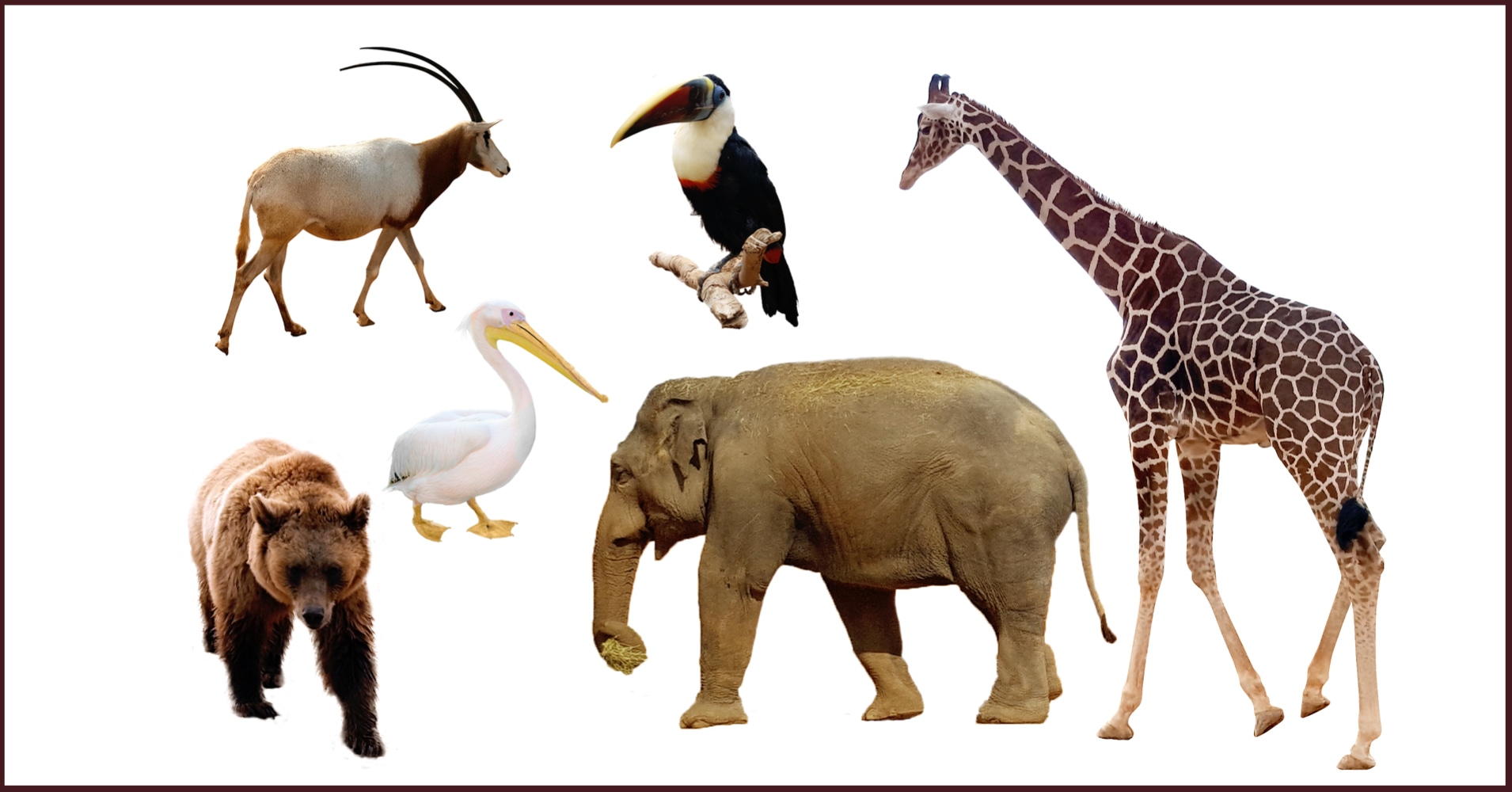 Animal Identification Quiz Quiz