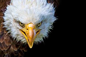 Animal Quiz: Which Animal Best Match...