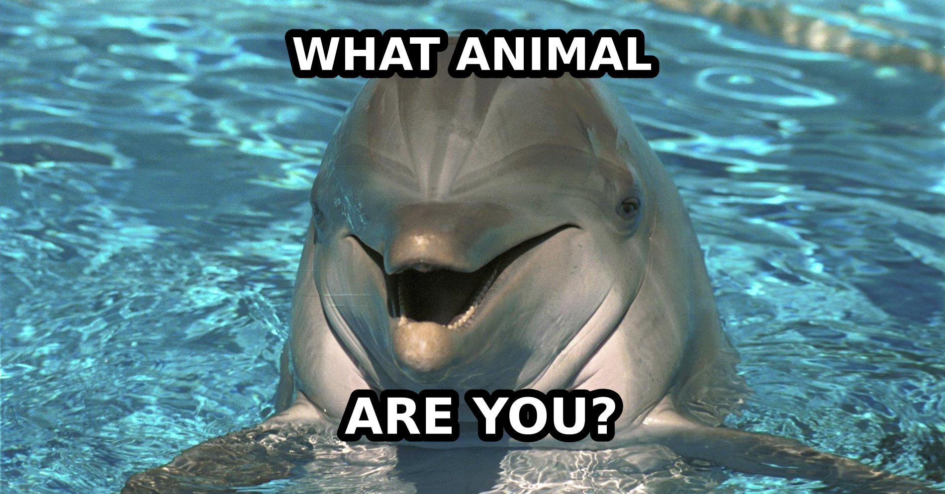What Animal Am I? - Quiz 