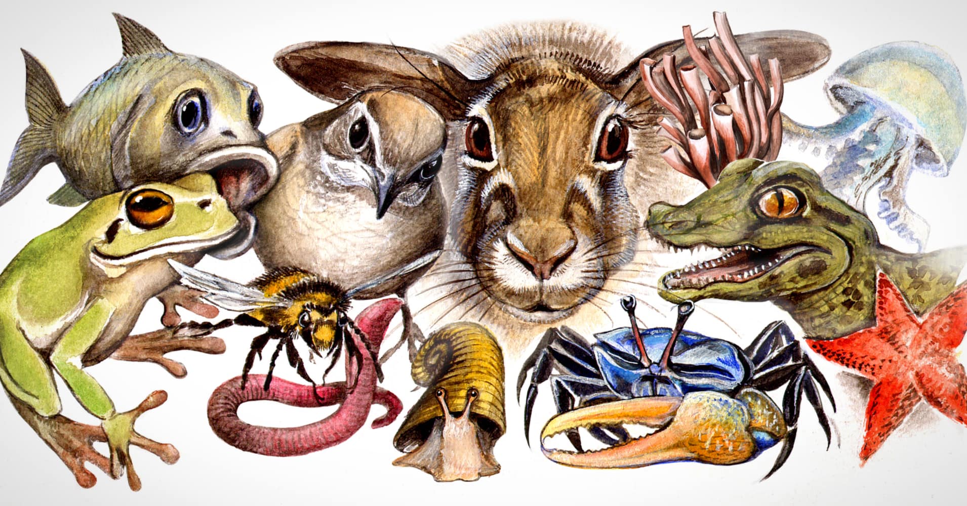 Animals In History Question 1 - Which of these types of animals gives