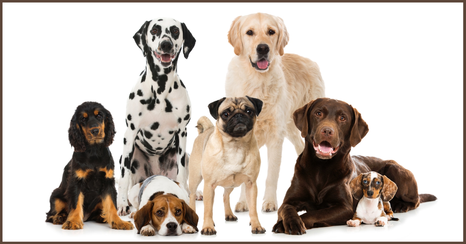 Are You A Dog Breed Expert? Quiz