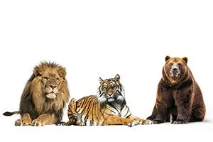 Are You A Lion A Tiger Or A Bear Quiz Quizony Com