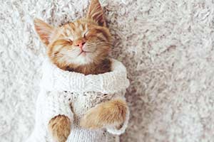 Are You Ready For A Kitten?