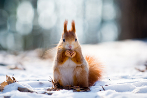 article-10-blurred-photos-of-animals