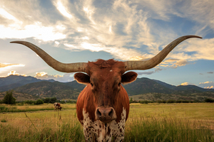 article-the-10-best-places-to-visit-in-texas