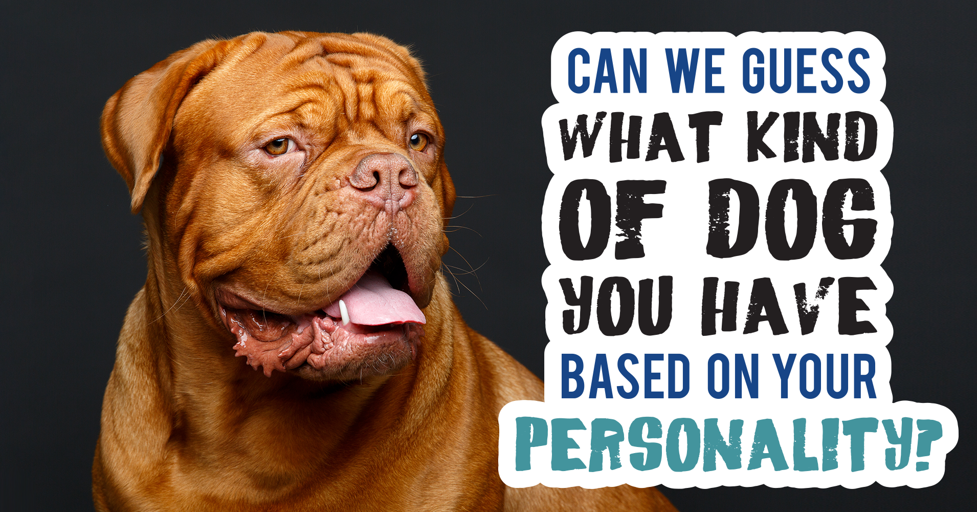 Can We Guess What Kind Of Dog You Have Based On Your Personality? Quiz