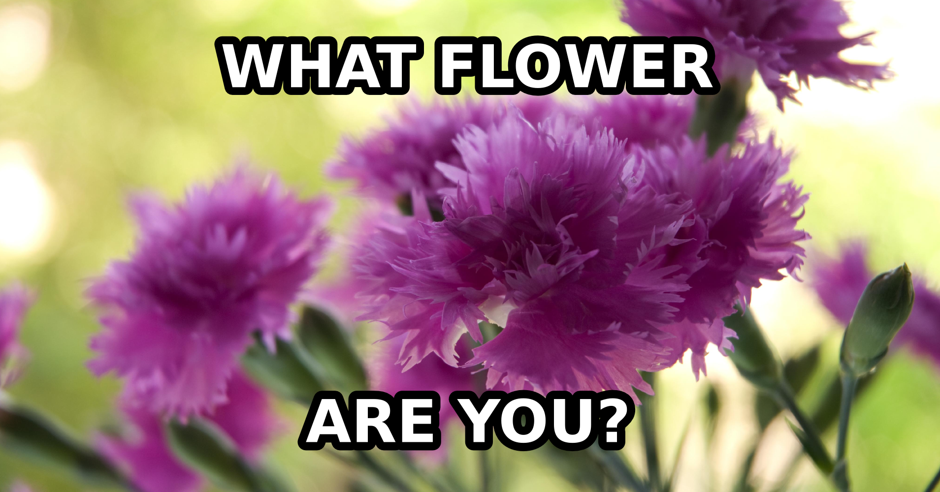 What Flower Are You? Quiz