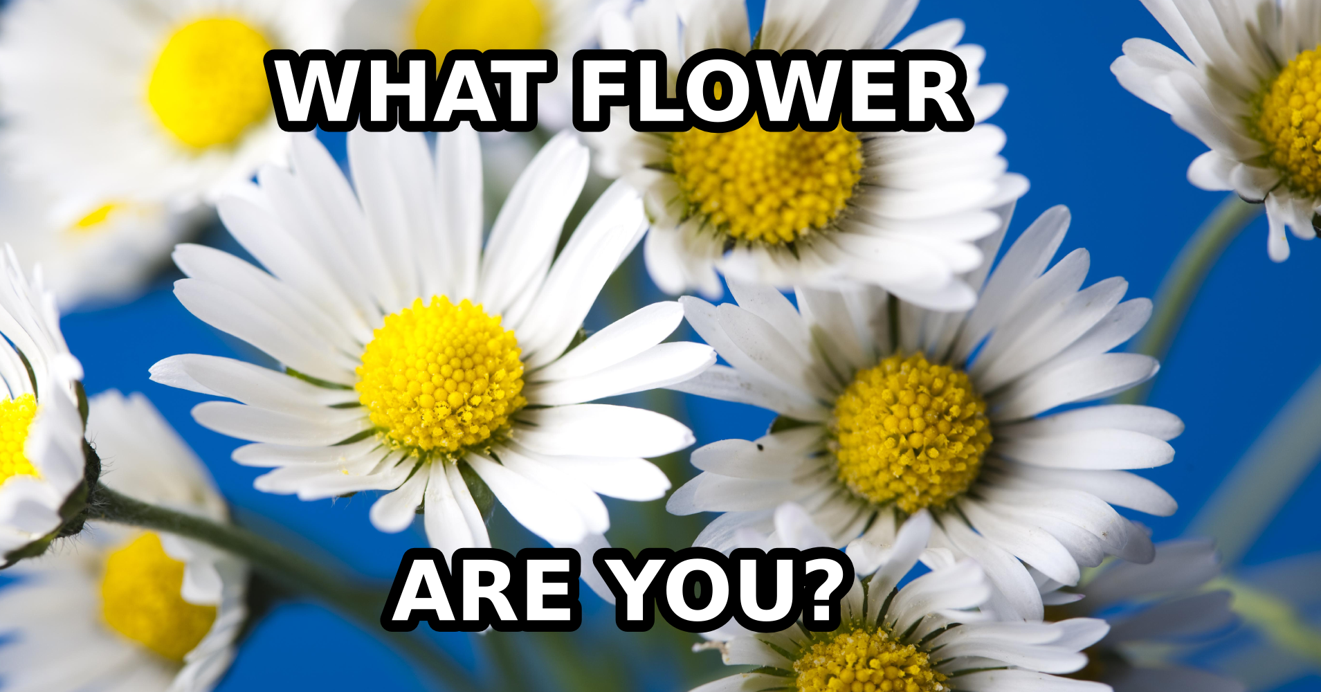 What Flower Are You? Quiz
