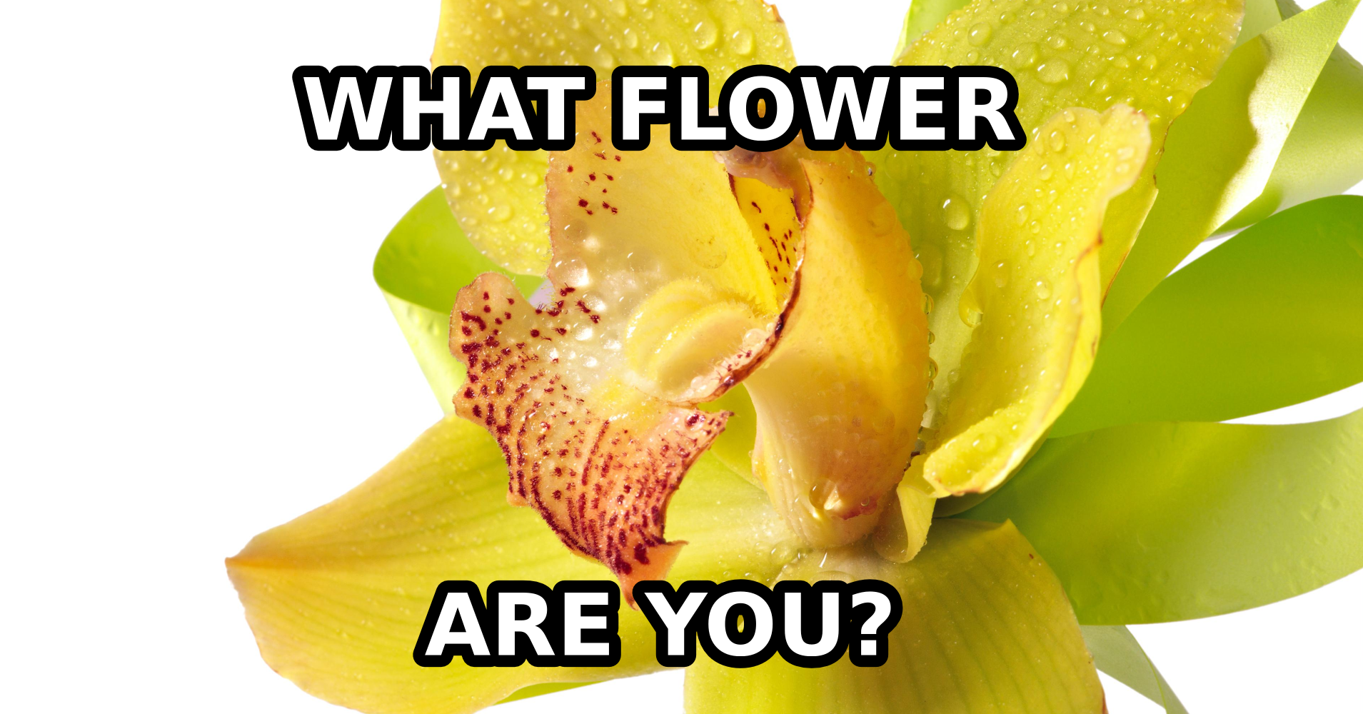 What Flower Are You? Quiz