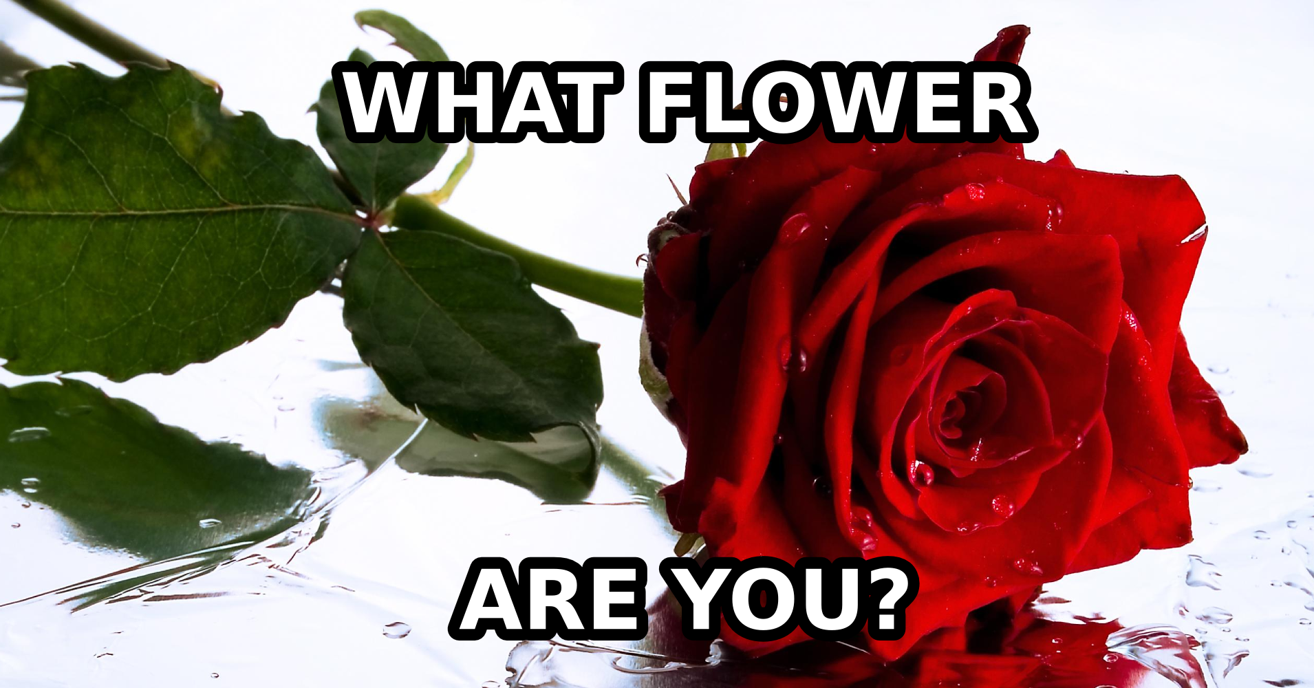 What Flower Are You? Quiz