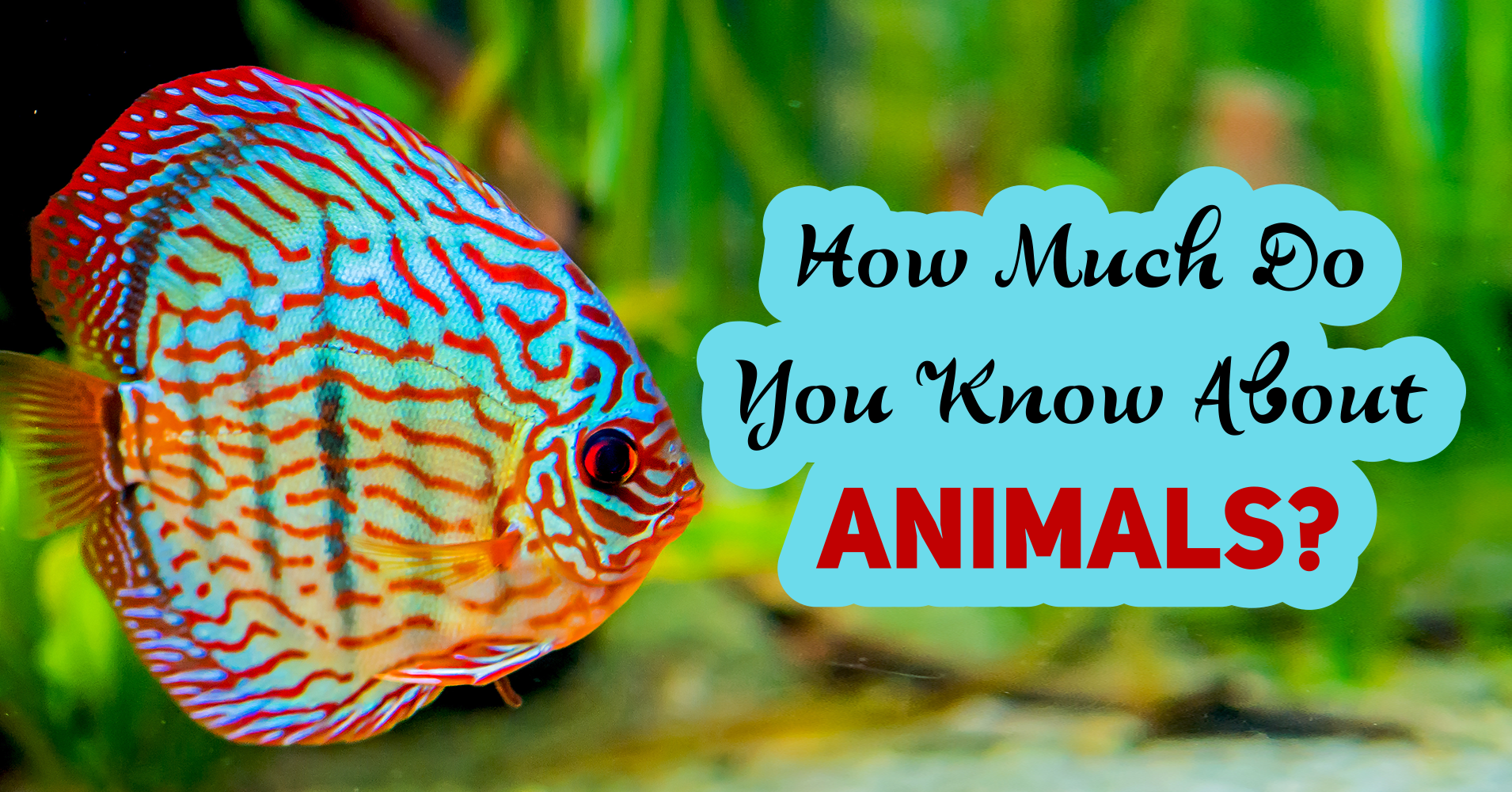 How Much Do You Know About Animals? - Quiz 