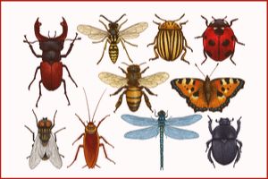 Insect Trivia Quiz Quizony Com
