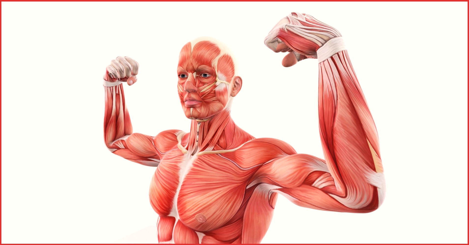 Muscle Anatomy Quiz Question 1 - Which muscle is NOT involved in facial