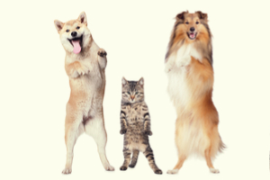 riddle-how-many-legs-are-in-the-room