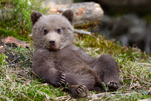 riddle-what-do-you-call-a-bear-with-no-ear