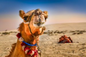 riddle-what-do-you-call-a-three-humped-camel