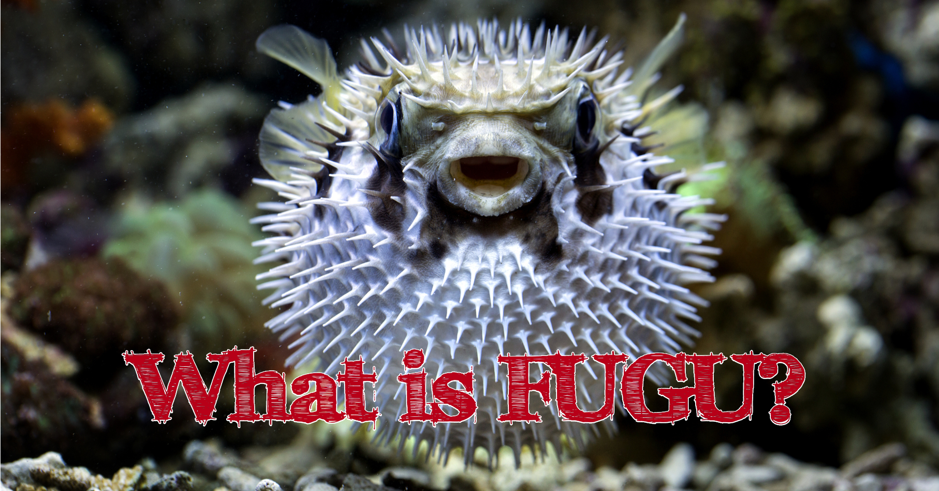 What is fugu? Riddle