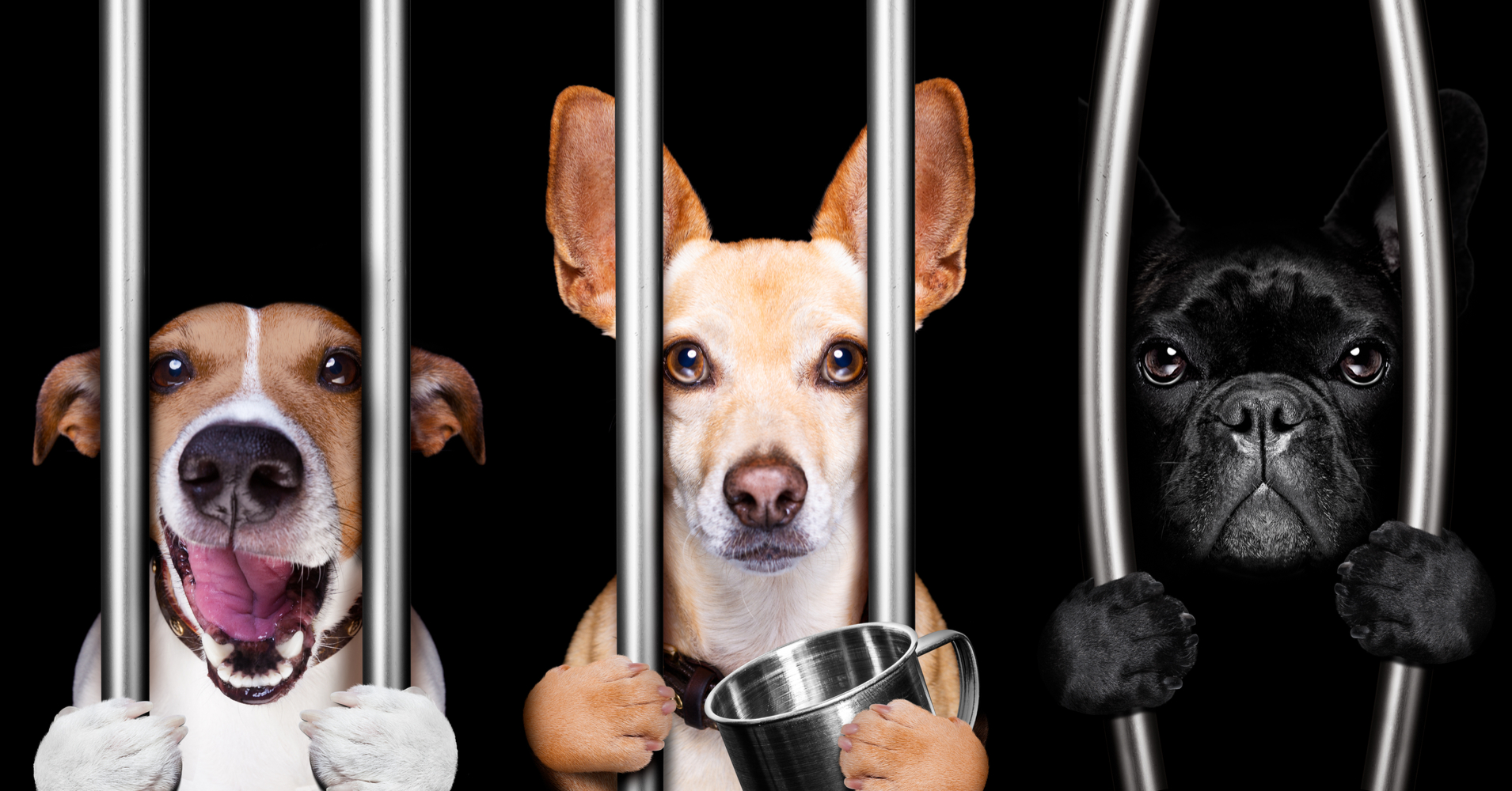 Should I Adopt A Dog? Quiz