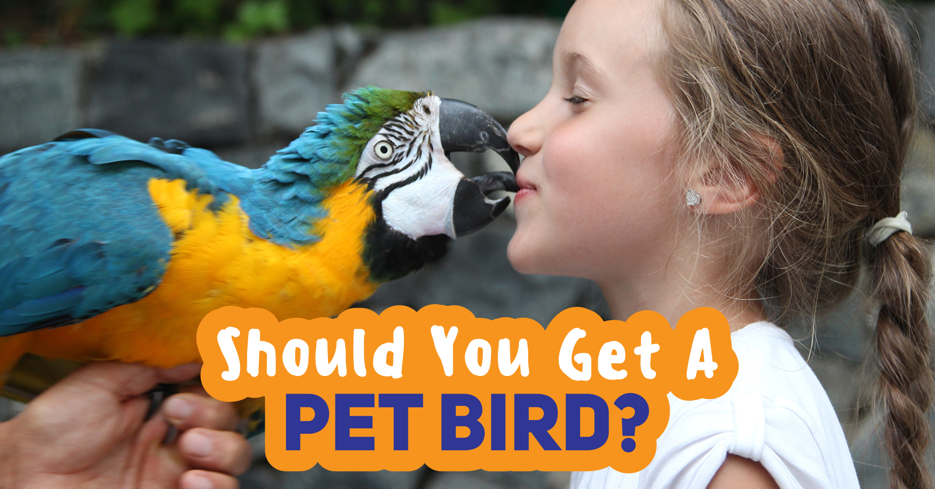 Should You Get A Pet Bird? Quiz