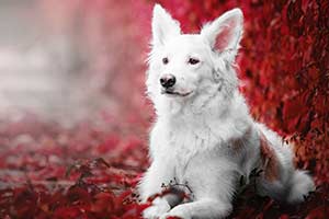 The Ultimate Dog Trivia Quiz