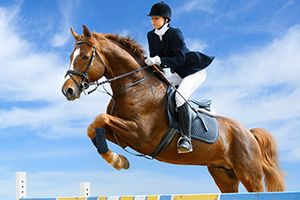 The Ultimate Horse Trivia Quiz