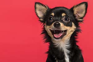 What Animal Best Describes Your Bedr...