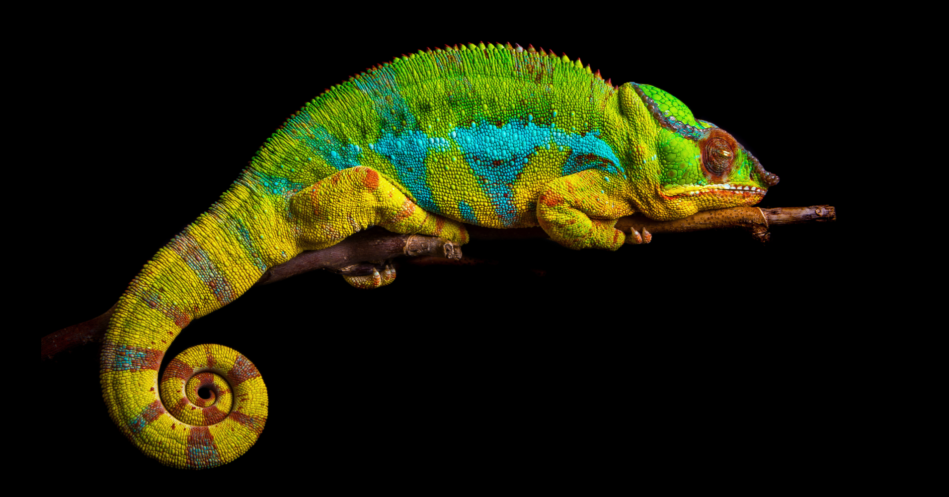 What Animal Should I Get? Quiz