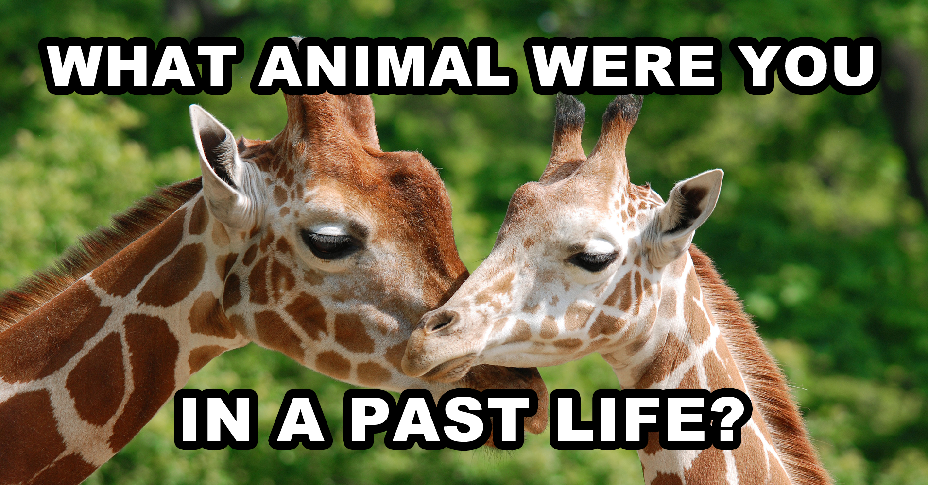 What Animal Were You In A Past Life? - Quiz 