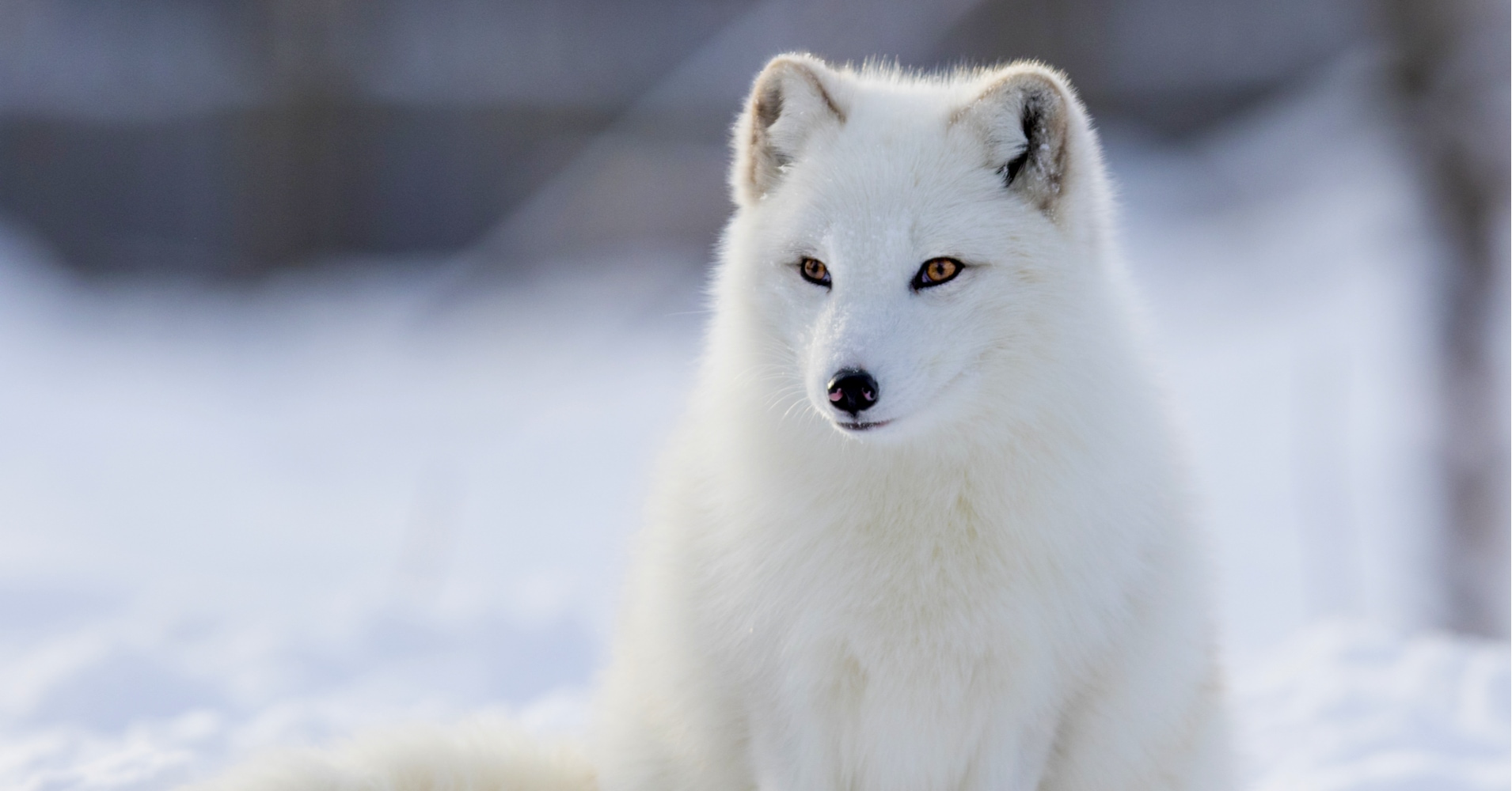 What Arctic Animal Are You? Quiz