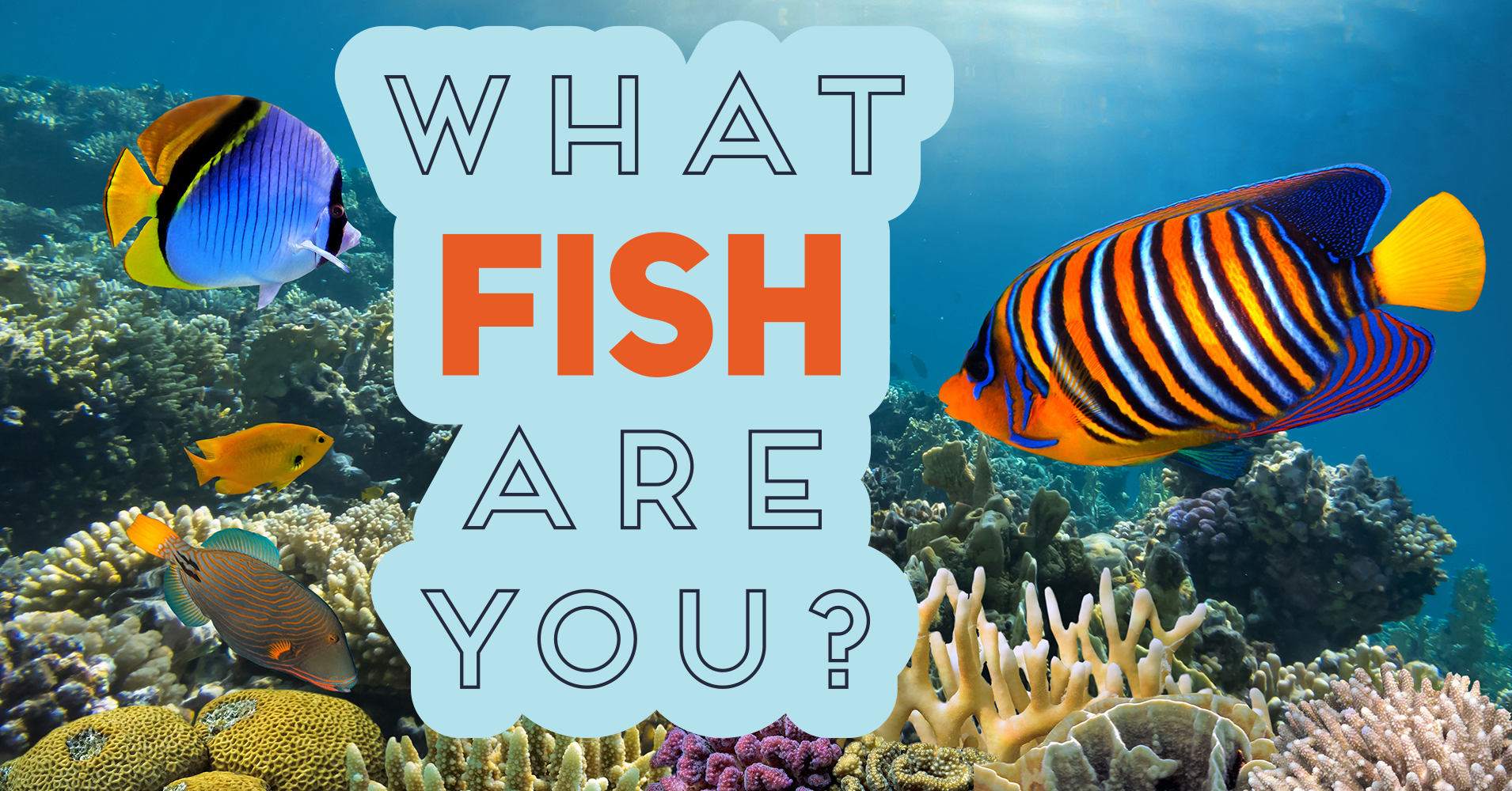 What Fish Are You? Quiz