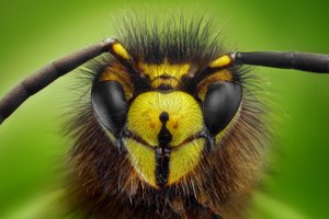 What Insect Are You?