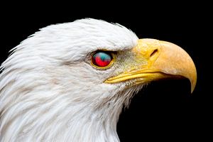 What Is My Spirit Animal Quiz Quizony Com