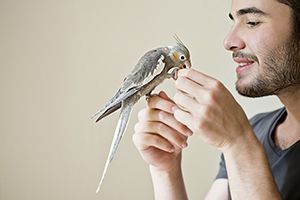 What Is Your Ideal Pet?