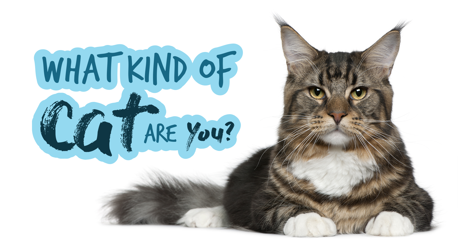 What Kind Of Cat Are You? - Quiz 