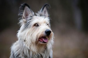 what type of dog am i quiz