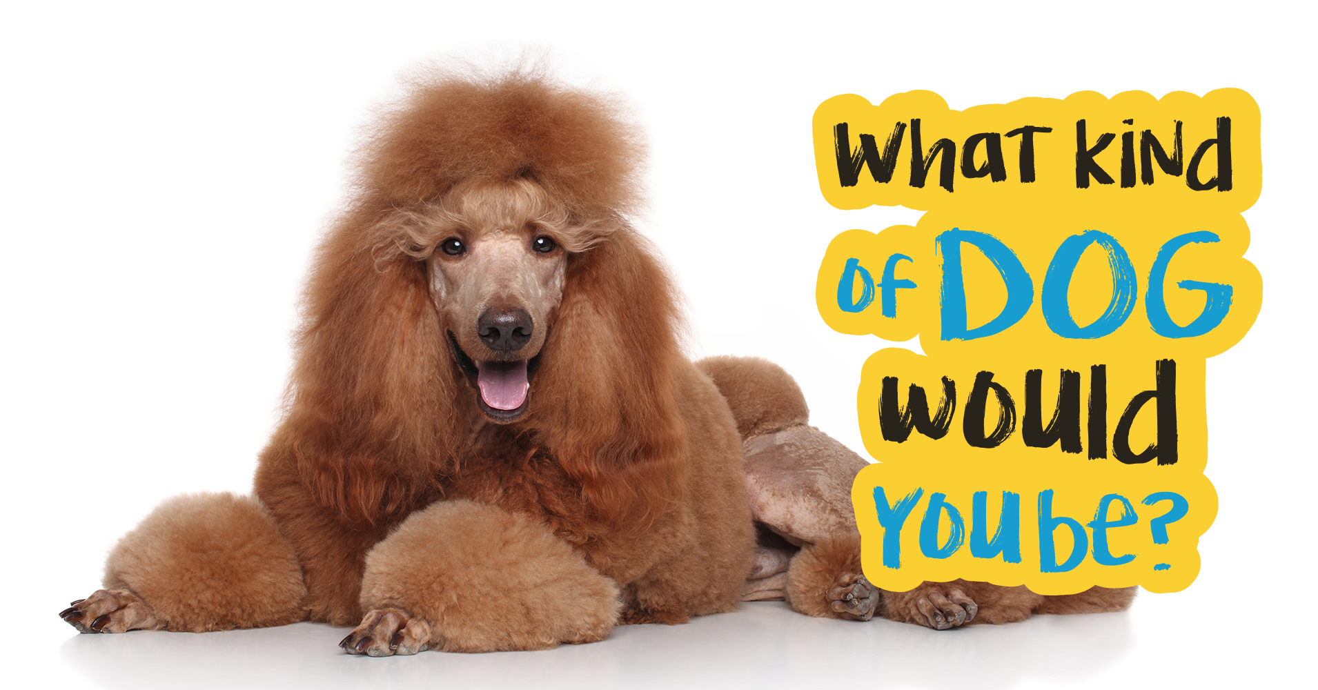 Dog Quiz: What Dog Are You? - Quiz 
