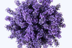 Which Medicinal Plant Are You?