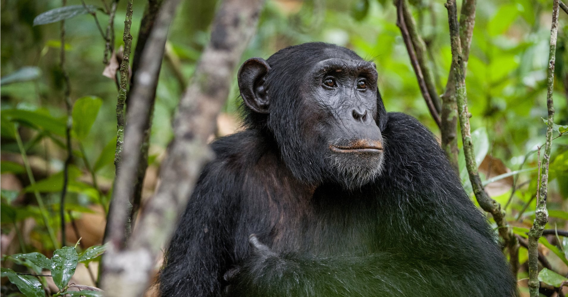 What Kind Of Monkey Are You? Quiz