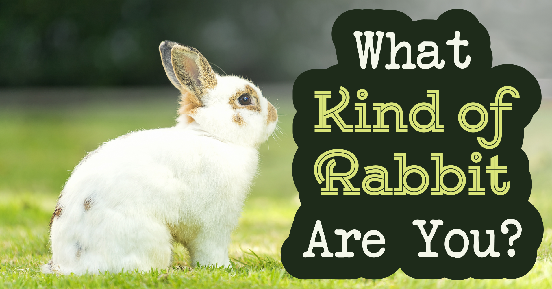 what is the best job for me quiz rabbit breed