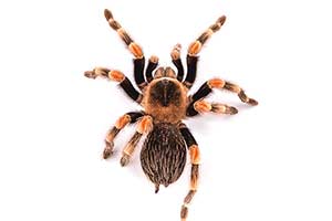 What Kind Of Spider Are You?