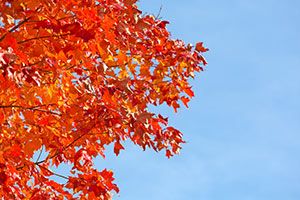 Tree Quiz: What Tree Are You?