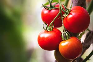 What Kind Of Veggie Are You?