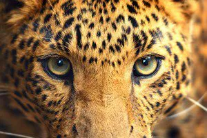 What Kind of Wild Animal Are You? - Quiz 
