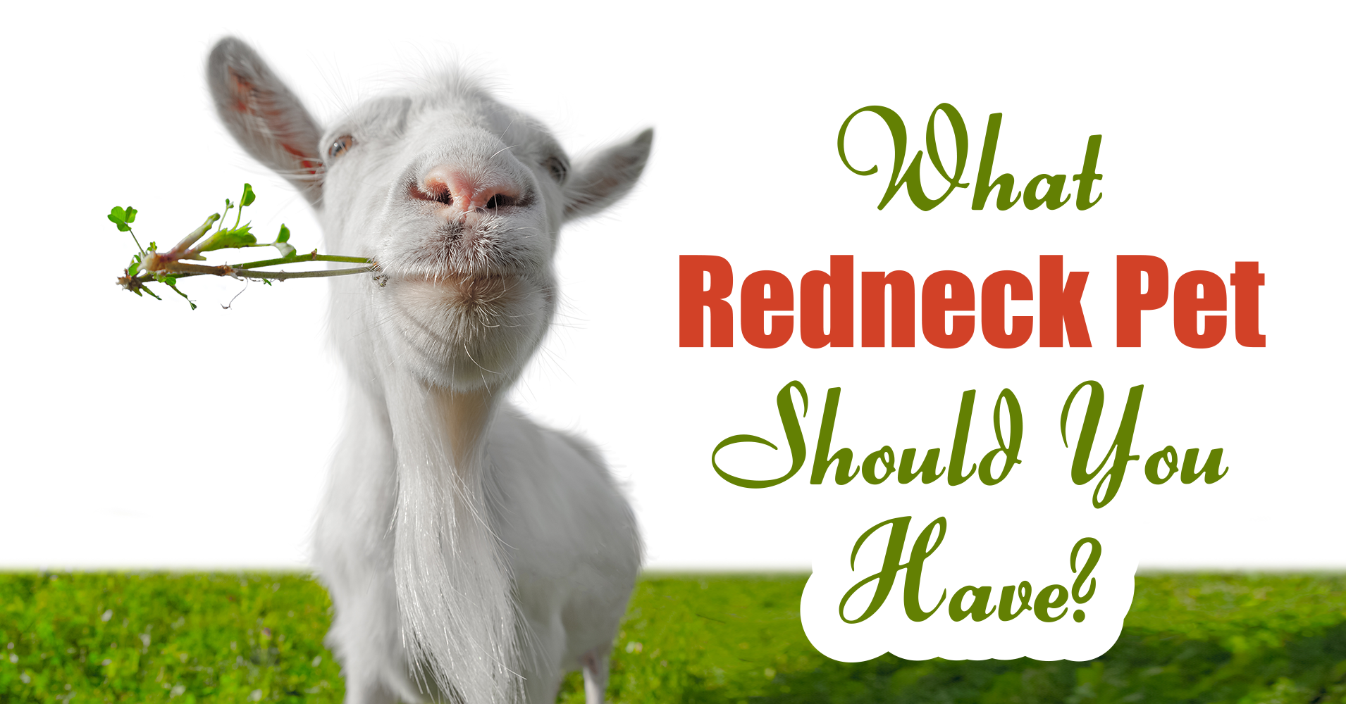 What Redneck Pet Should You Have? Quiz